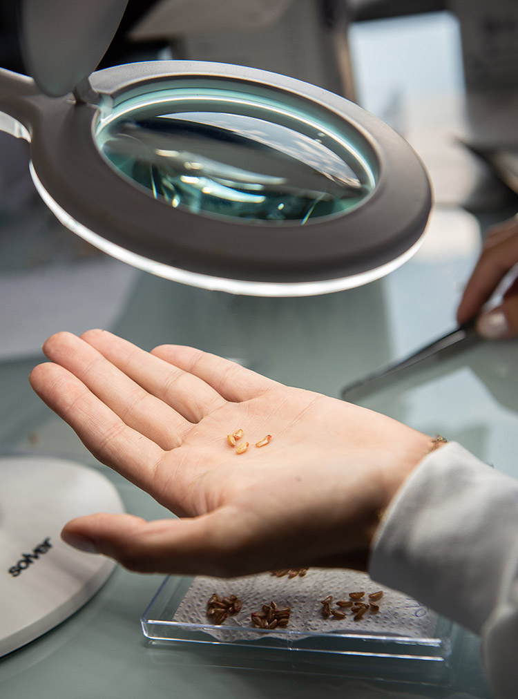 Lavoura ZT Sementes 2