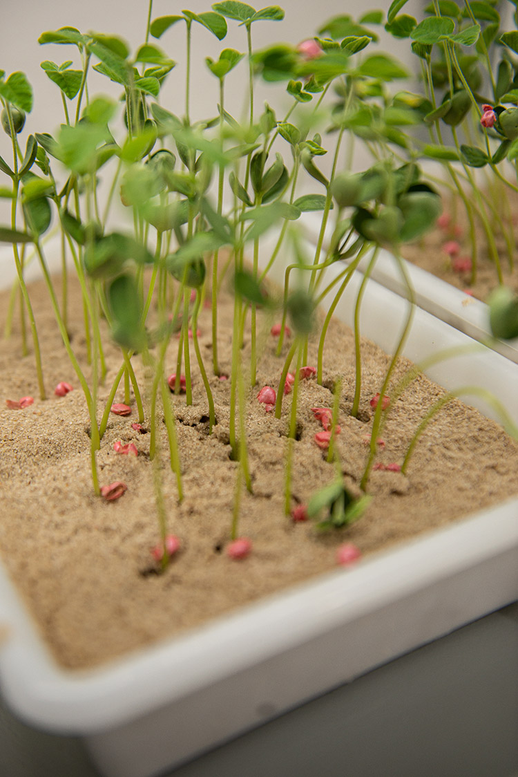 Lavoura ZT Sementes 3